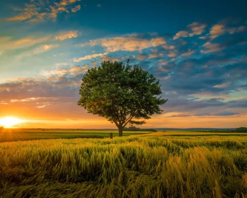 A wide angle shot of a single tree growing under a clouded sky during a sunset surrounded by grass